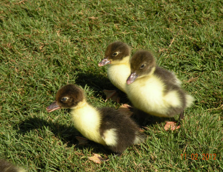 duck