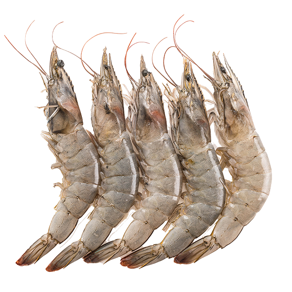 shrimp