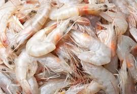 shrimp