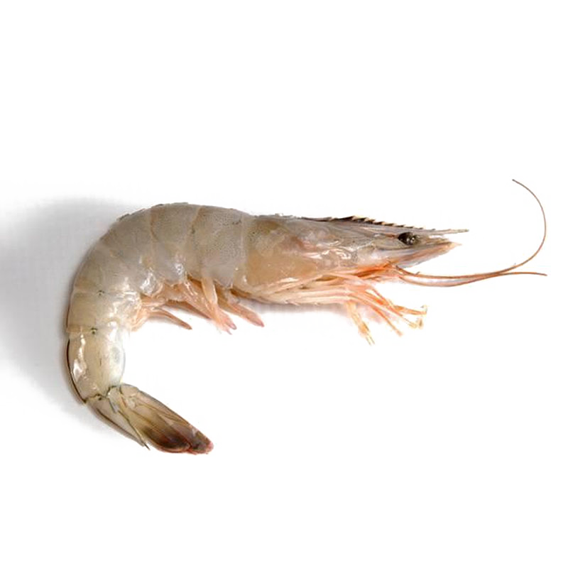 shrimp